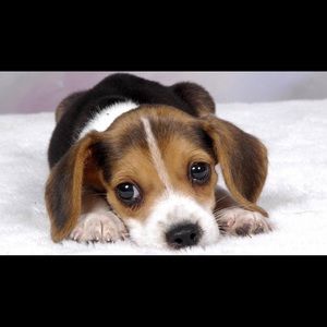 Meet your Posher, Lily